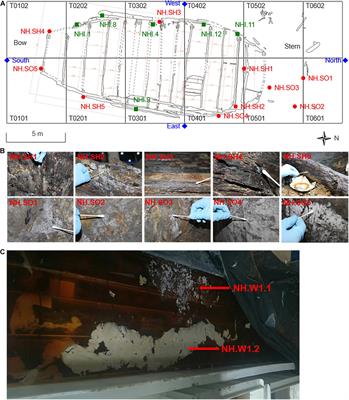 Fungal Community and Biodeterioration Analysis of Hull Wood and Its Storage Environment of the Nanhai No. 1 Shipwreck